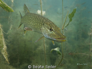 Northern pike , taken with Canon G10 , natural light by Beate Seiler 